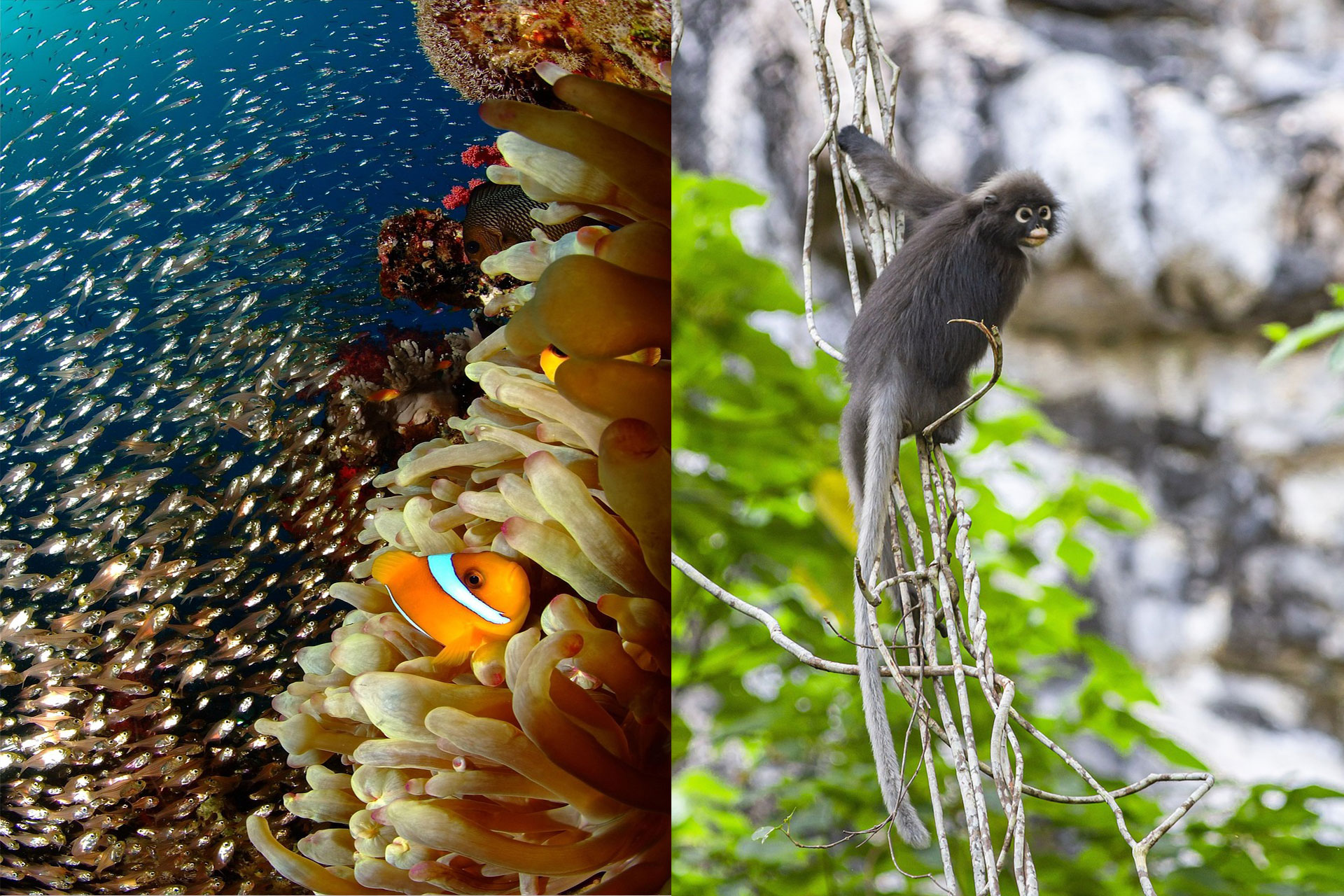 Tropical fish and land animals you